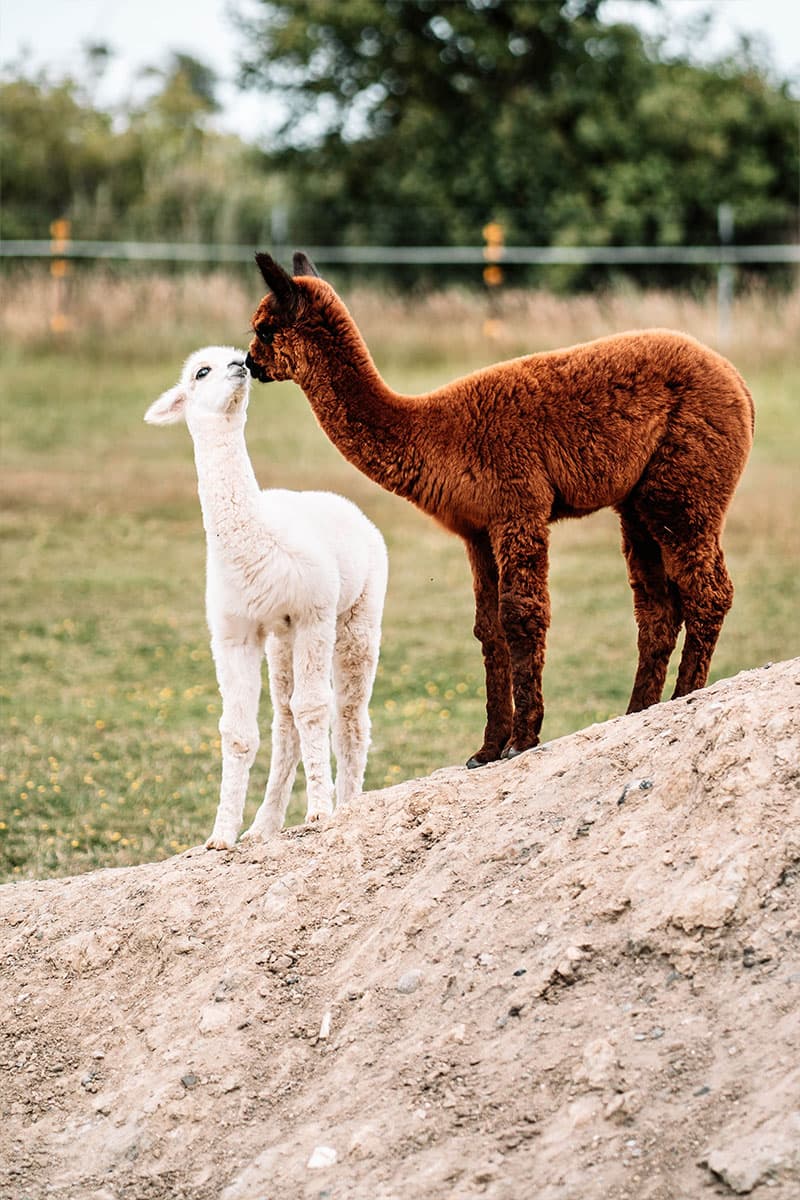 Zwei Alpakas auf der Weide der Sunset Farm