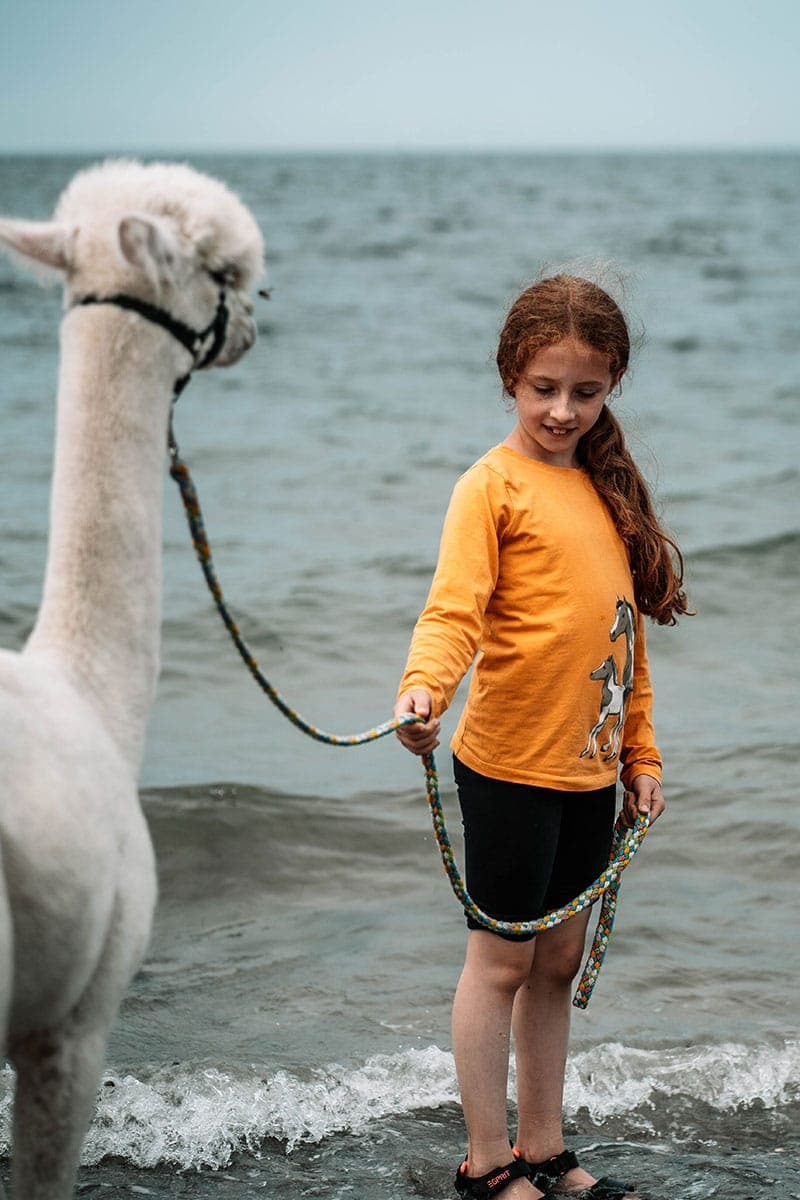 Alpakas ans Meer