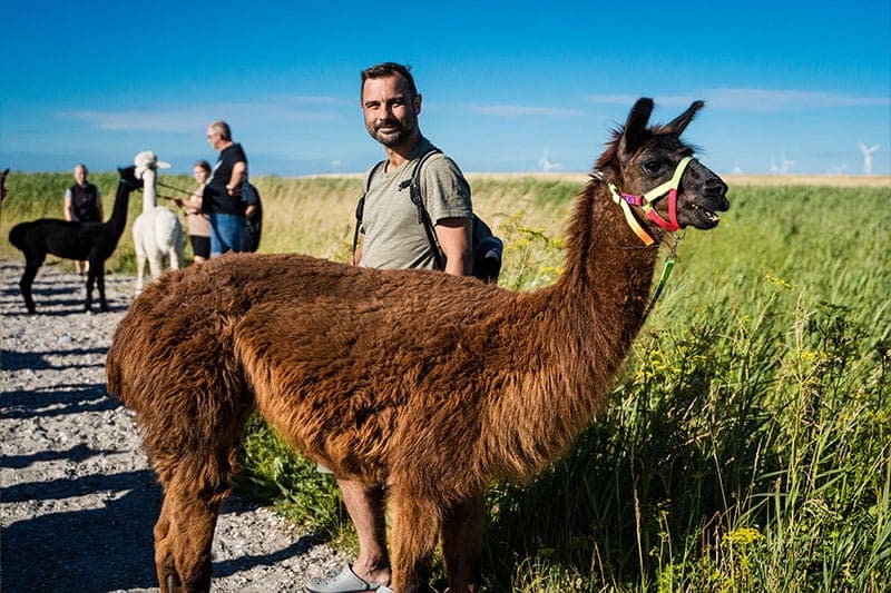 Lama am Strand
