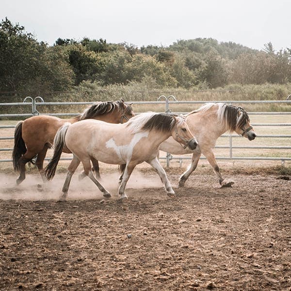 Pferde & Pony Erlebnisse